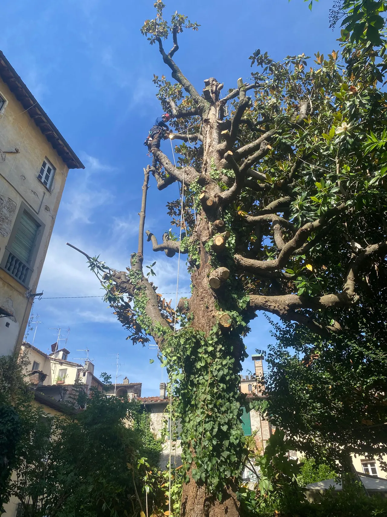 Tree climbing in un chiostro del centro storico a Lucca
