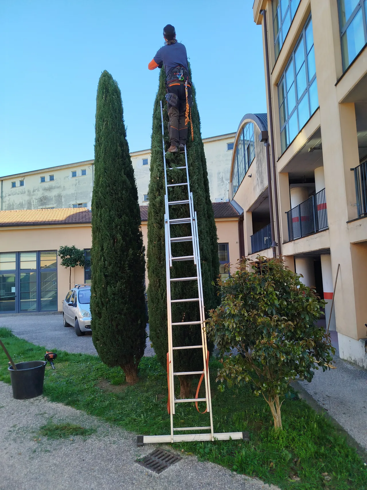 Potatura cipresso in altezza — in corso
