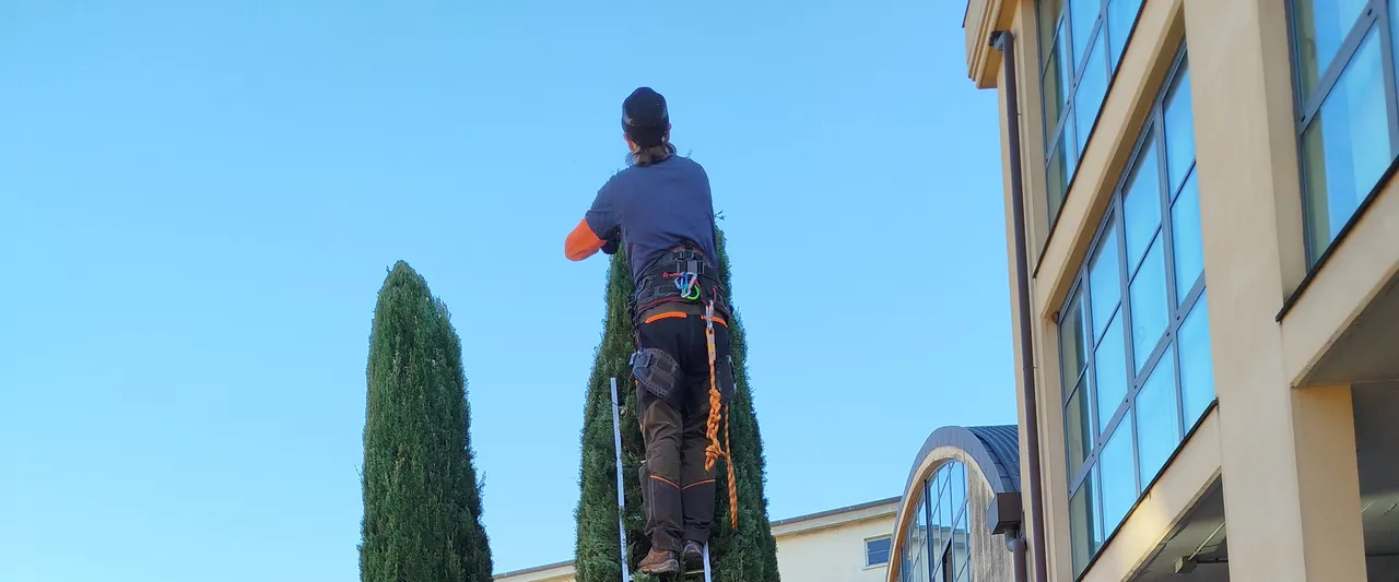 Potatura professionale di cipressi ad alto fusto a Lucca eseguita da LuccAlfa