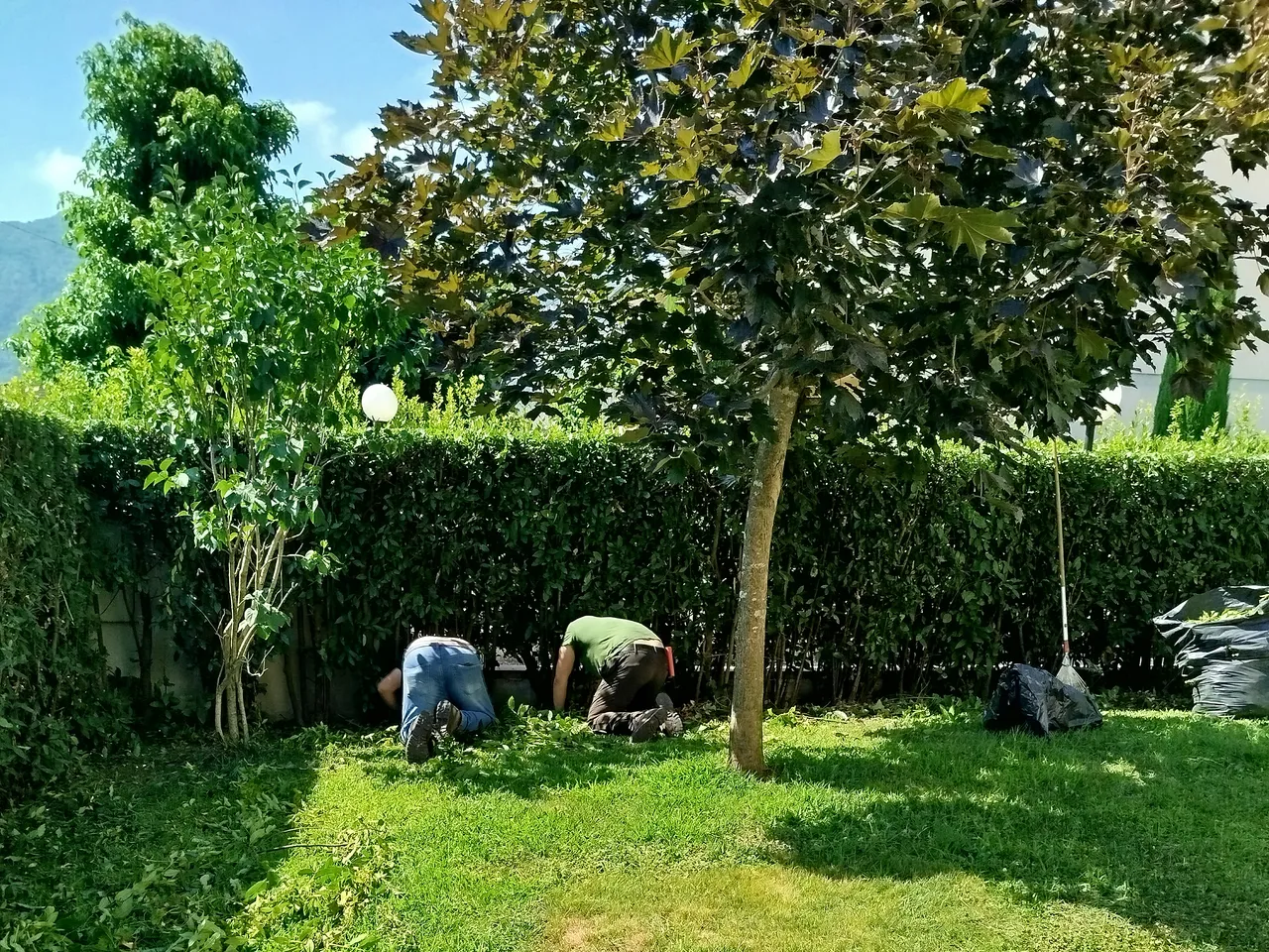 Intervento di giardinaggio — potatura siepe