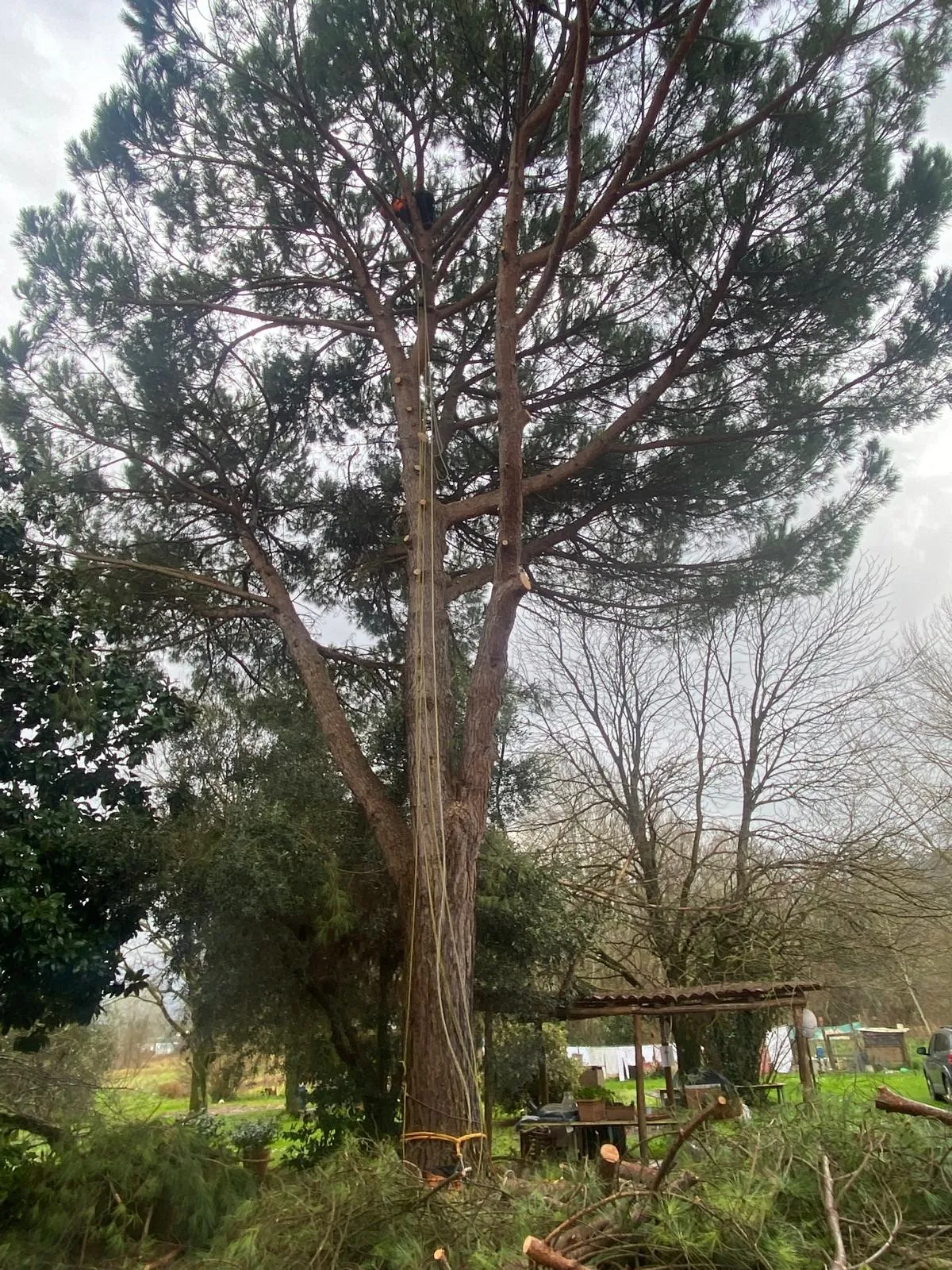 Operatore in tree climbing su pino — intervento in quota