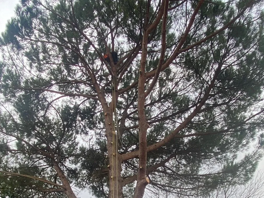 Operatore LuccAlfa in tree climbing durante potatura di un albero ad alto fusto a Lucca