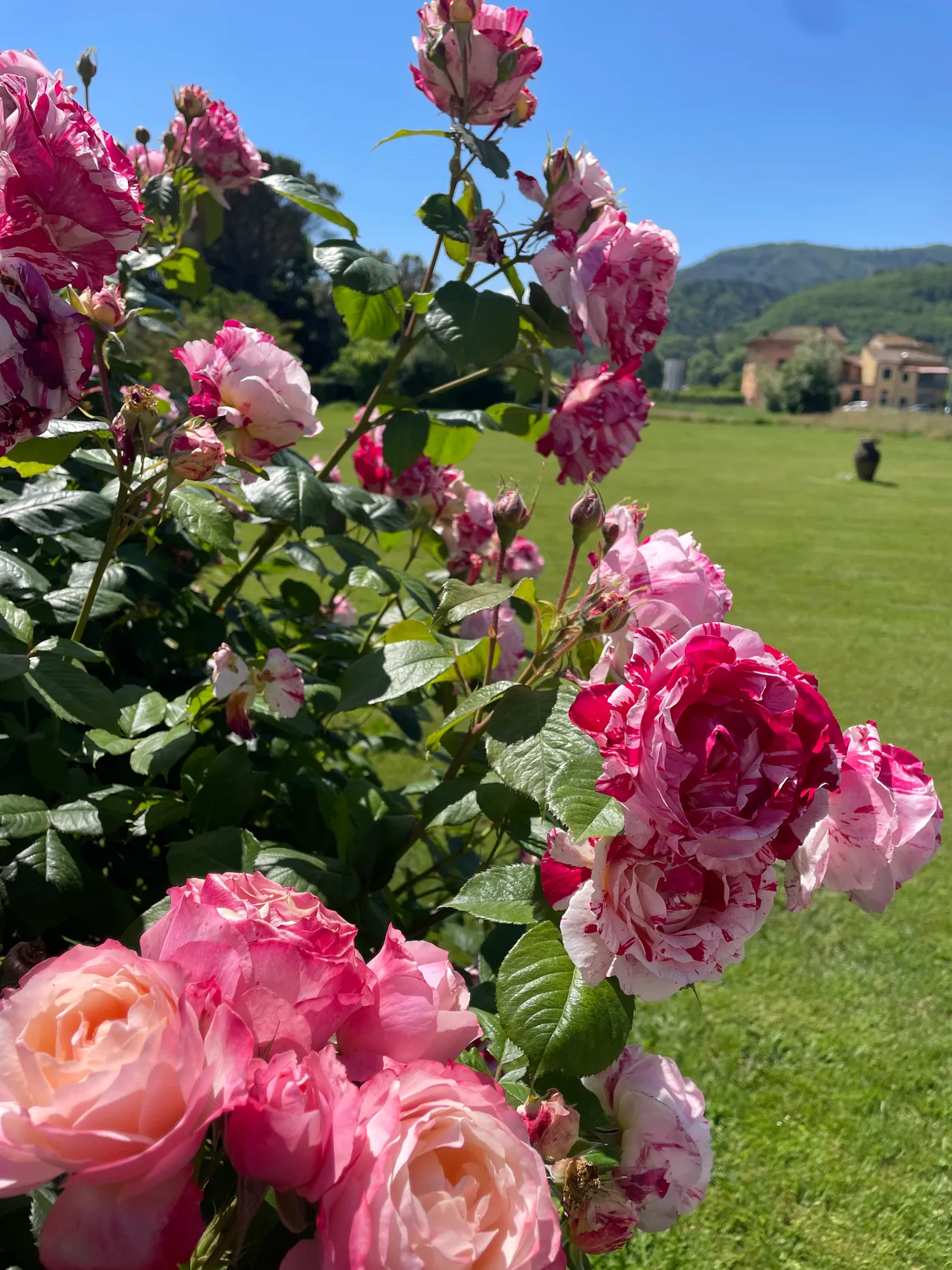 Trattamenti biologici su rose — zoom su fiore