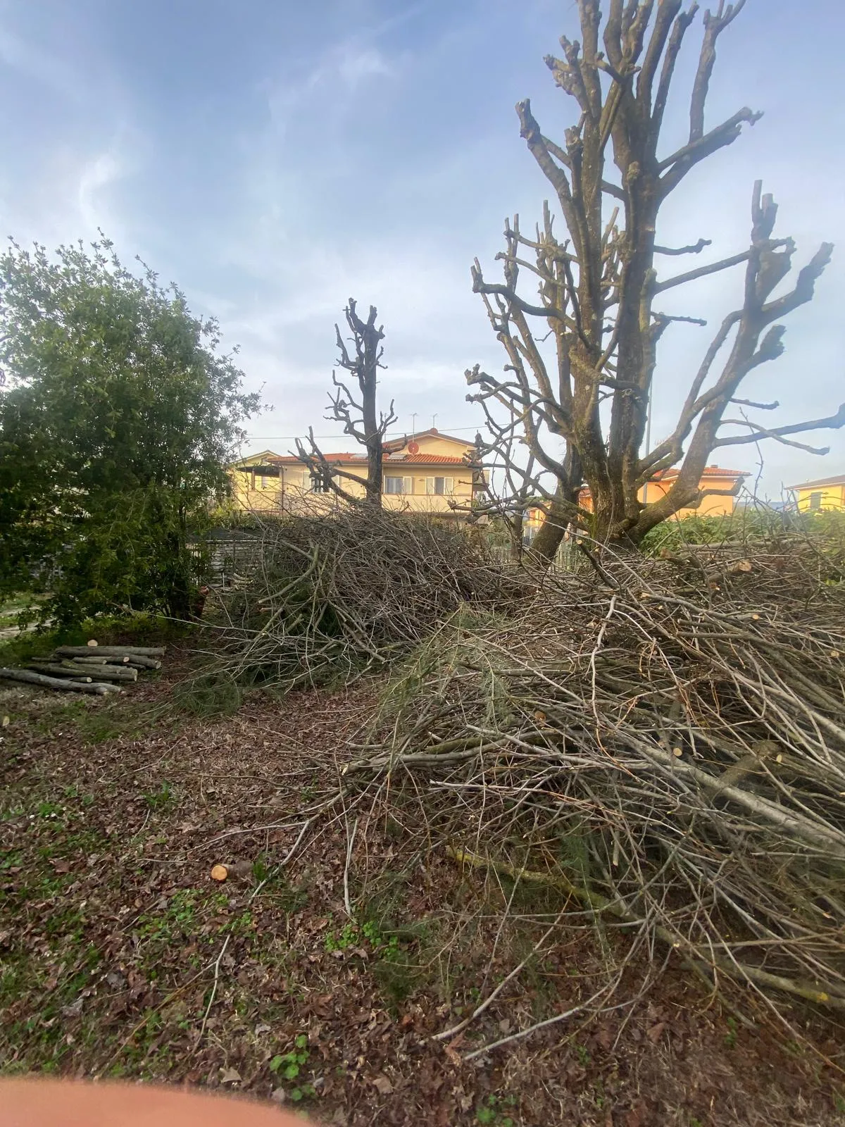 Catasta di rami accatastati dopo potatura di albero ad alto fusto