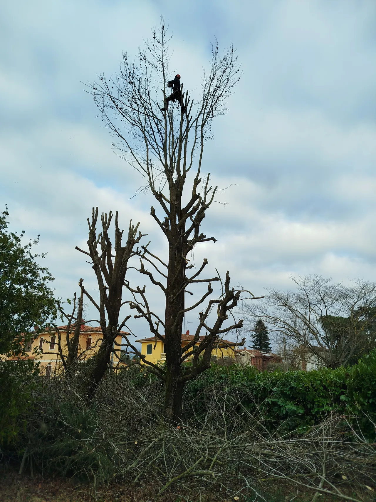 Abbattimento albero in tree climbing