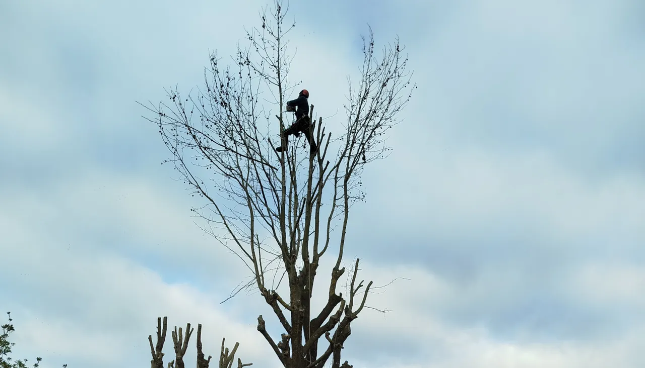 Abbattimento albero in tree climbing