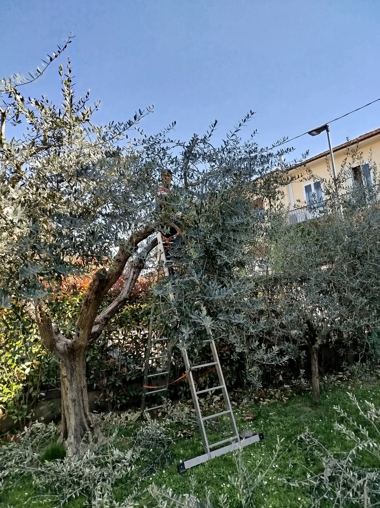 Potatura professionale di ulivo secolare